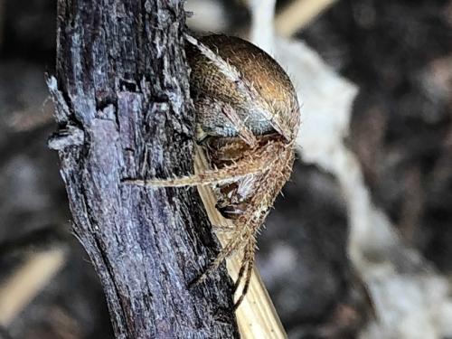 Réf. 213 869 : Neoscona subfusca